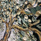 Olive tree