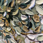 Olive tree