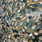 Olive tree