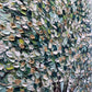 Olive Tree