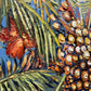 Tropical Abundance