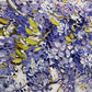 Wisteria