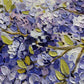 Wisteria